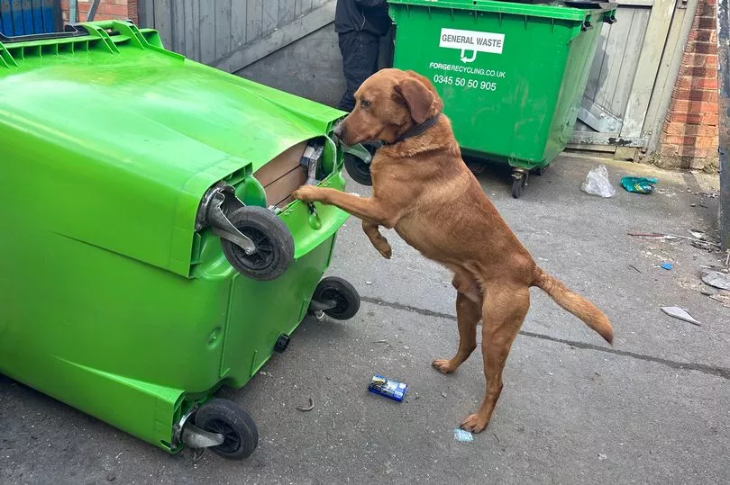 В Англии служебная собака нашла поддельные никотинсодержащие изделия в потайном ящике мусорного бака