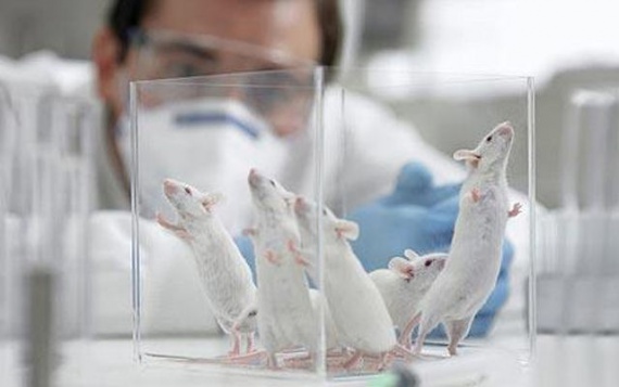 Ученые из Крымского федерального университета имени В. И. Вернадского проверили вейпинг на крысах